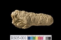 藏品(石灰華)的圖片